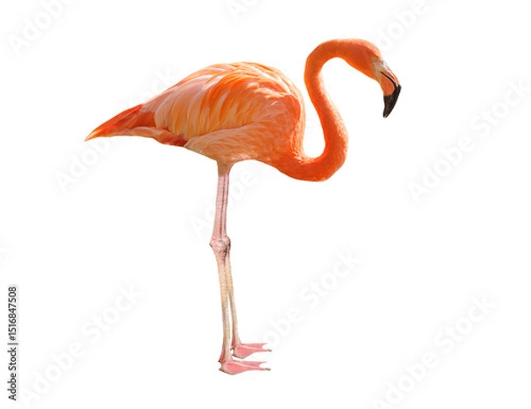Fototapeta Pink flamingo isolated on transparent background