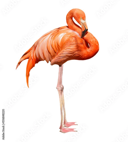 Fototapeta Pink flamingo isolated on transparent background