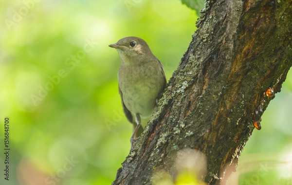 Fototapeta little bird perching on a tree. Chiffchaff, phylloscopus collybita