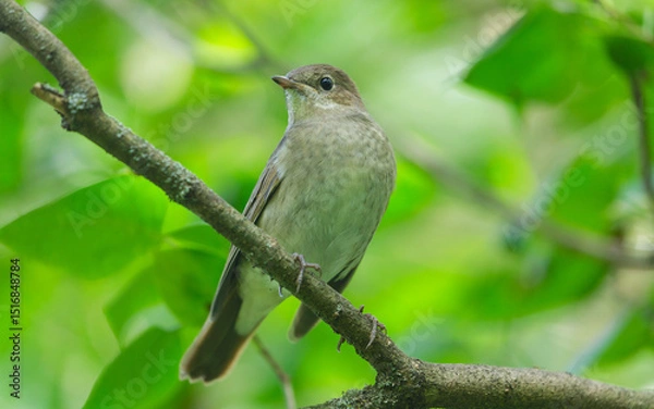 Fototapeta little bird perching on a tree. Chiffchaff, phylloscopus collybita