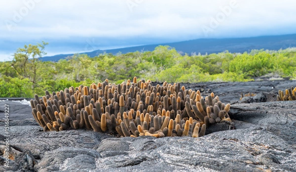 Fototapeta Lava Cactus, Endemic Plant Growing on Lava Field of Fernandina Island, Galapagos, Ecuador