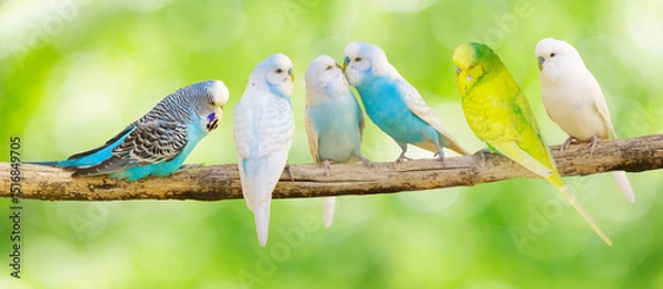 Fototapeta Colorful budgerigars perching on branch of tree on green background