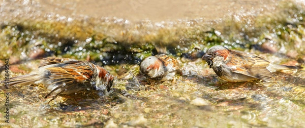 Fototapeta Flock of sparrows bathing in a birdbath