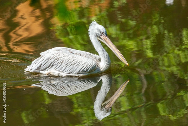 Fototapeta pelican floating in a pond