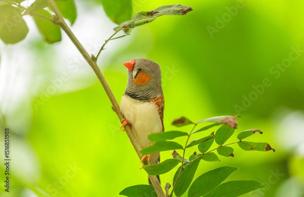 Fototapeta bird perching on branch of tree on colorful background. Zebra finch, Taeniopygia guttata