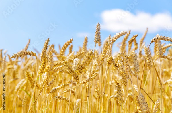 Fototapeta Ripening wheat ears in a field