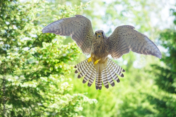 Fototapeta Hawk in flight on forest background. Bird of prey
