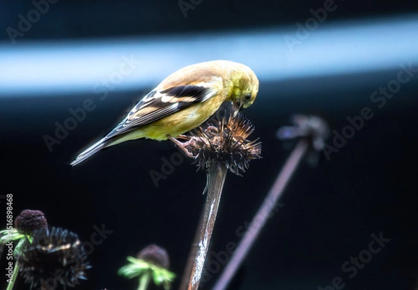 Fototapeta A female goldfinch, Spinus tristis, perched on the head of a dead coneflower, picking seeds from it in late summer, with a dark background