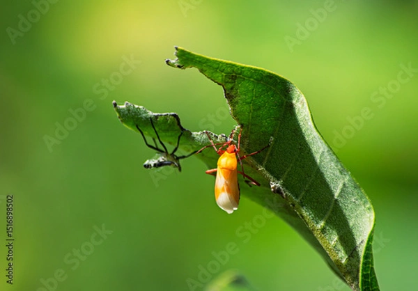 Fototapeta A newly emerged milkweed adult bug, Oncopeltus fasciatus, on an eaten milkweed leaf with its former exoskeleton also on the leaf, in the background