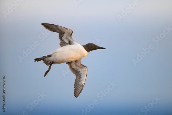 Obraz trottellumme Uria aalge guillemot