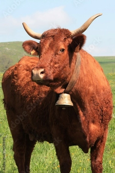 Obraz vache