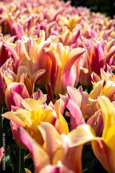 Fototapeta Tulip Flowers 'Marianne' Variety in Spring