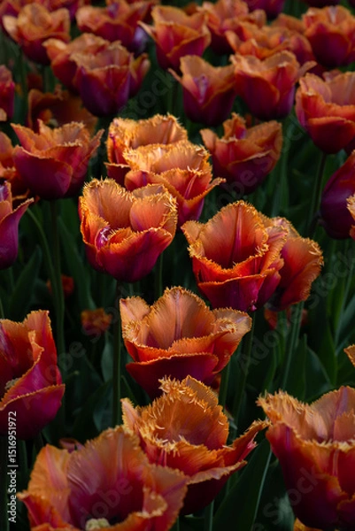 Fototapeta Tulip Flowers 'Wowi' Variety in Spring