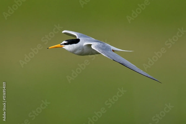 Fototapeta Little tern in flight