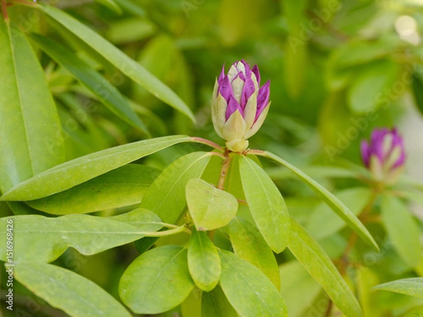 Fototapeta Rhododendronknospe kurz vor dem Aufblühen