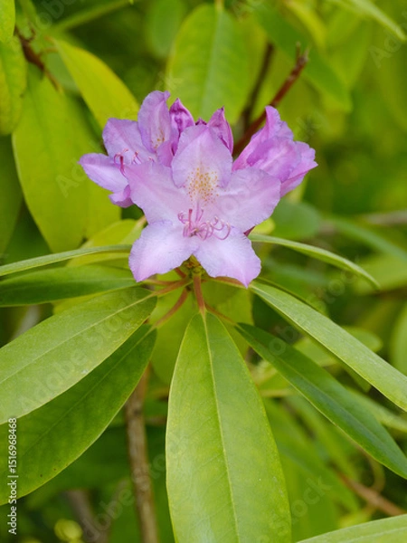 Fototapeta Zartviolette Rhododendronblüte im Frühling