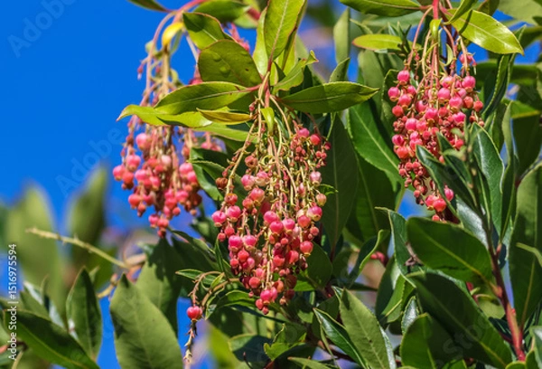 Fototapeta Arbutus unedo, commonly known as strawberry tree, also called madrone, is an evergreen shrub or small tree in the family Ericaceae.