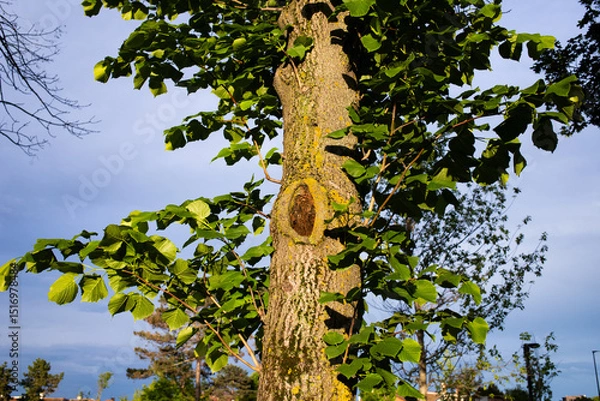 Fototapeta detail of a tree with green leaves