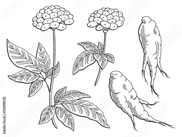 Fototapeta Ginseng graphic black white isolated sketch illustration vector