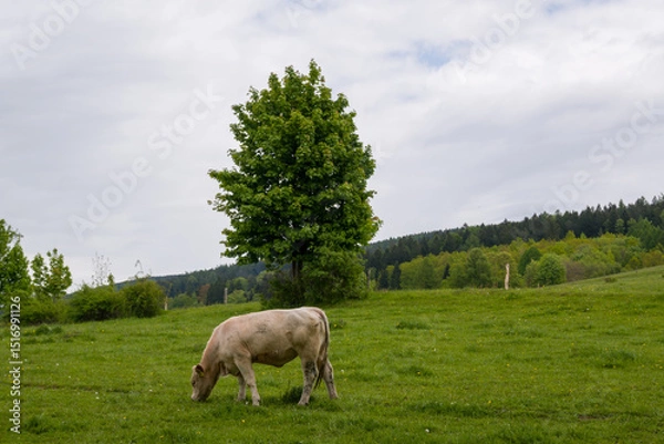Obraz Cow Grazing on a Green Meadow in European Countryside