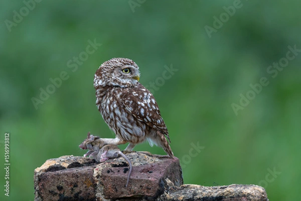 Obraz Little owl (Athene noctua) eating a mouse in the meadows in the Netherlands with a green background