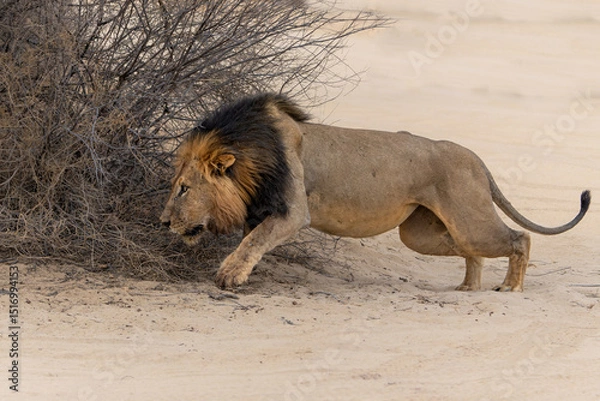 Obraz Lion (Panthera leo) hanging around in the sand of the Kalahari Desert. This dominant male lion was protecting his prey in the Kgalagadi Transfrontier Park in South Africa.