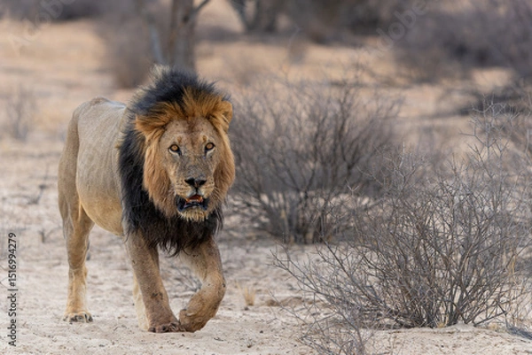 Obraz Lion (Panthera leo) hanging around in the sand of the Kalahari Desert. This dominant male lion was protecting his prey in the Kgalagadi Transfrontier Park in South Africa.