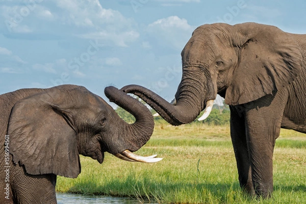 Obraz Close encounter with bull elephants from a boat. African elephant bulls playing  in the water of the Chobe River between Botswana and Namibia in the green season.