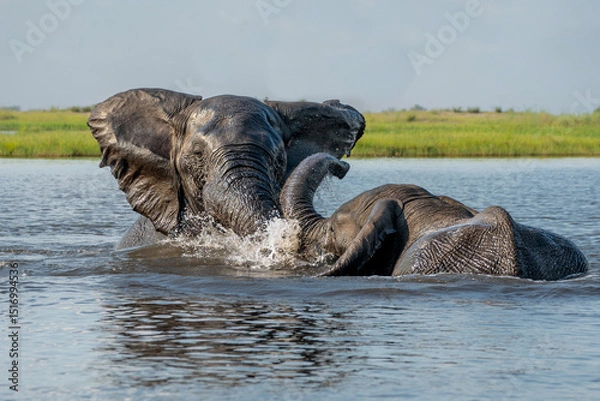 Obraz Close encounter with bull elephants from a boat. African elephant bulls playing  in the water of the Chobe River between Botswana and Namibia in the green season.