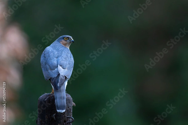 Obraz Eurasian Sparrow hawk (Accipiter nisus) taking a bath in the forest in the Netherlands.        