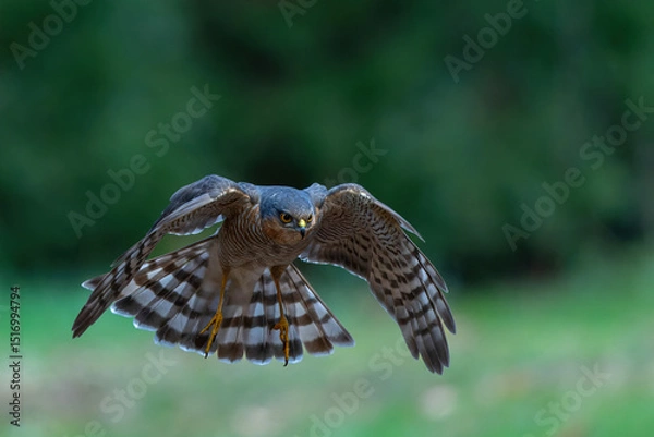Obraz Eurasian Sparrow hawk (Accipiter nisus) flying in the forest in the Netherlands.   