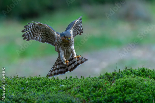 Obraz Eurasian Sparrow hawk (Accipiter nisus) flying in the forest in the Netherlands.   