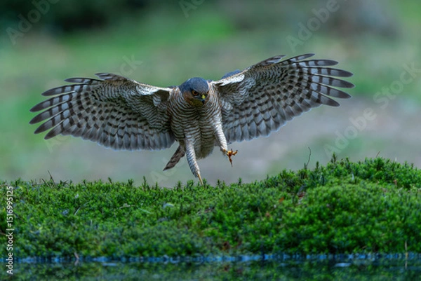 Obraz Eurasian Sparrow hawk (Accipiter nisus) flying in the forest in the Netherlands.   