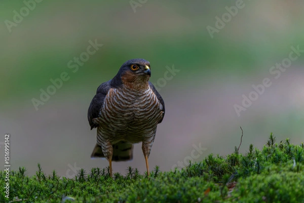 Obraz Eurasian Sparrow hawk (Accipiter nisus) taking a bath in the forest in the Netherlands.        