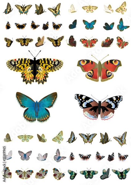 Obraz schmetterlinge sammlung02