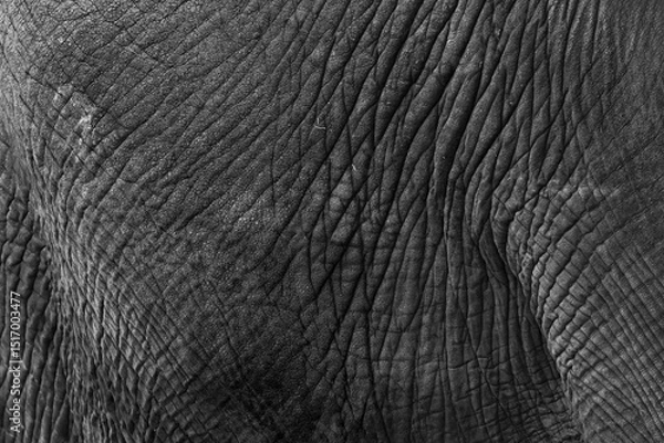 Fototapeta Close up view of African Elephant skin texture and wrinkles in monochrome.