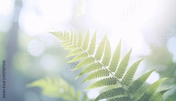 Fototapeta Closeup of a Vibrant Green Fern Leaf in Sunlight