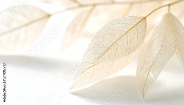 Fototapeta Delicate Dried Beige Leaves on White Background