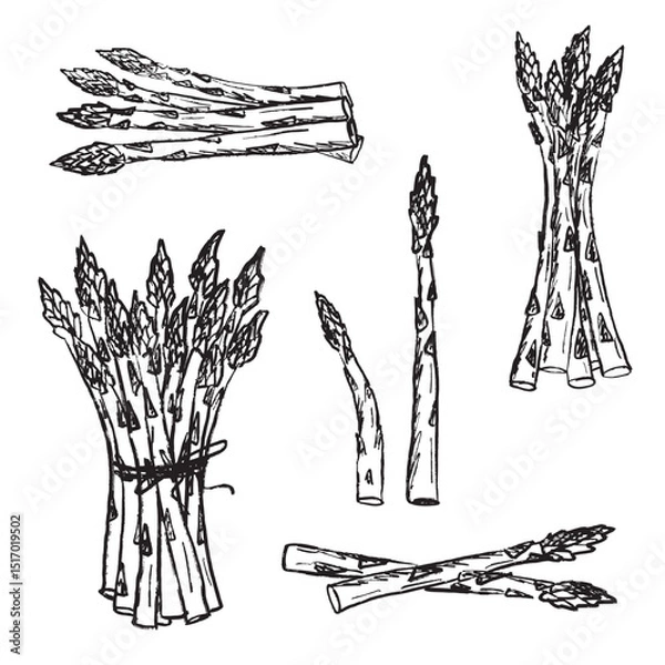 Fototapeta Multiple bundles and individual stalks of asparagus in black brush stroke texture isolated on white. Hand drawn vector sketch illustration in vintage charcoal ink. Healthy nutrition, fresh vegetable