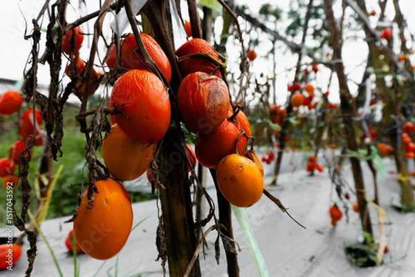 Obraz Shriveled tomatoes on dead branches in a countryside agricultural field suffering from blight.