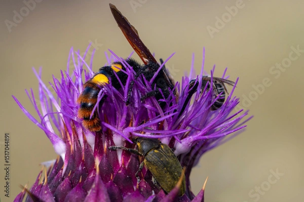 Fototapeta Mammoth wasp, bee and thistle bud weevil on a blooming thistle. Copy space. Spring time in Greece. Megascolia maculata, larinus carlinae, apis mellifera.