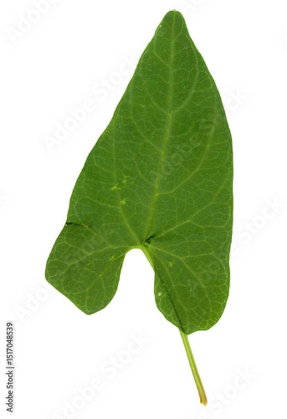 Obraz hedge bindweed plant scient. name Calystegia sepium transparent
