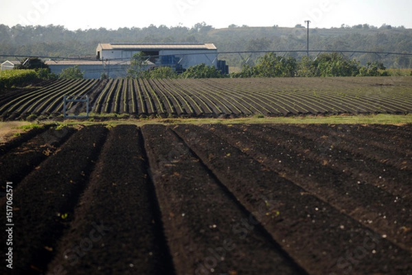 Fototapeta Paddock ready for the next crop at Gatton