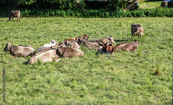 Obraz Brown Cow walking on the green meadow