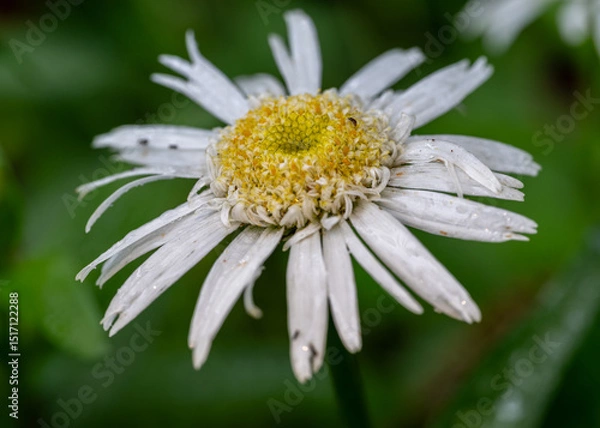 Obraz daisy with dew