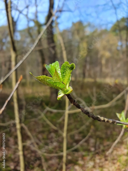 Fototapeta Closeup of tree branch with first fresh green leaves against blurred vegetation background in spring forest at sunny day. Beautiful springtime natural backdrop, macro shot, shallow focus.