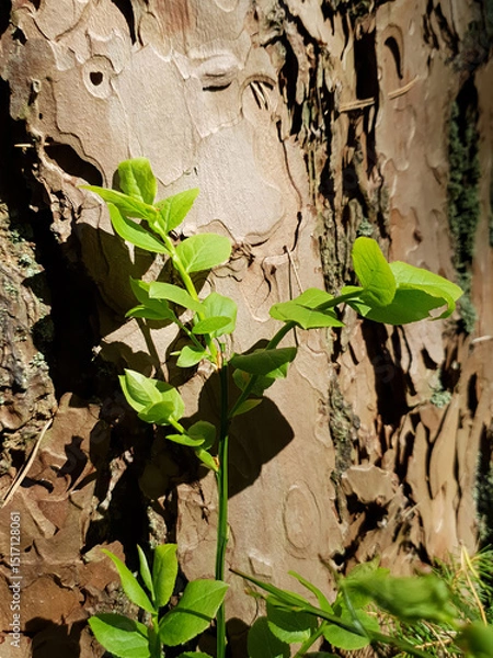 Fototapeta Closeup young sprout of Common bilberry or Blueberry with fresh green leaves against old pine tree trunk growth in spring forest at sunny day. Springtime awaking nature, vertical shot.