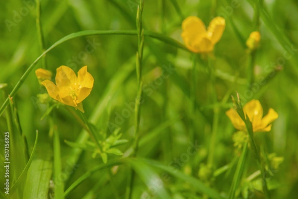 Fototapeta Yellow flowers on a background of green grass.