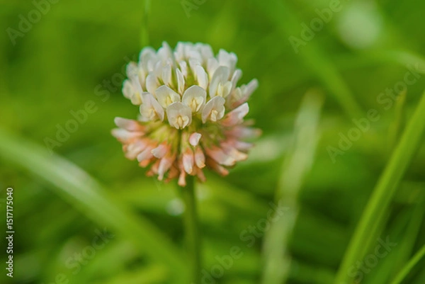 Fototapeta Clover macro photo. White clover flower on a blurred green background.
