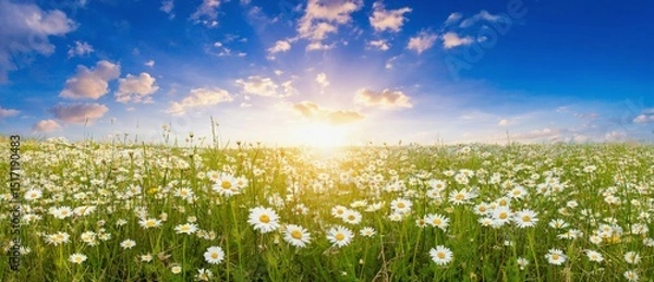 Fototapeta Serene Sunrise over a Flourishing Field of Daisies Under a Bright Blue Sky with Gentle Clouds